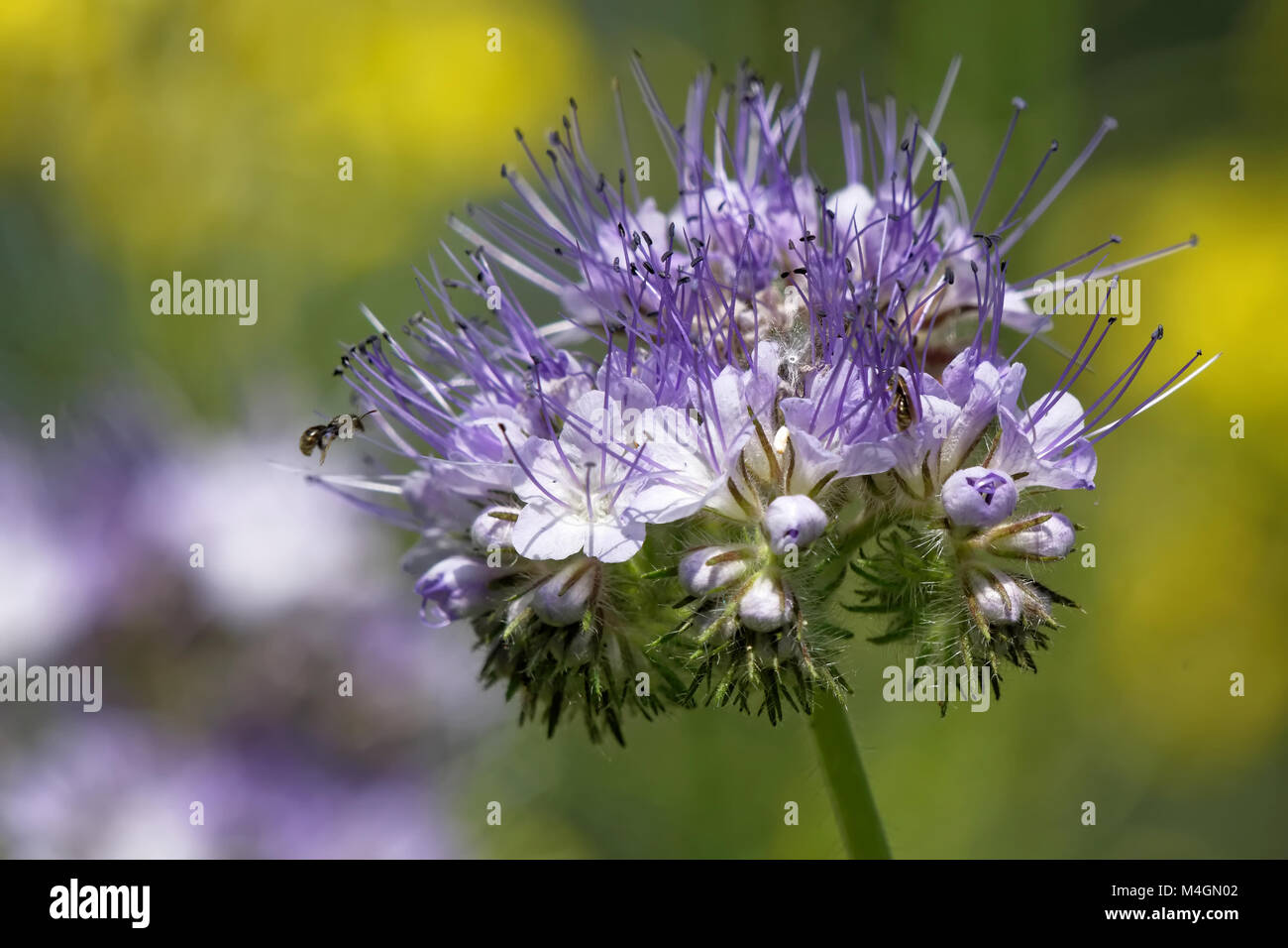 Lacy phacelia Stockfoto