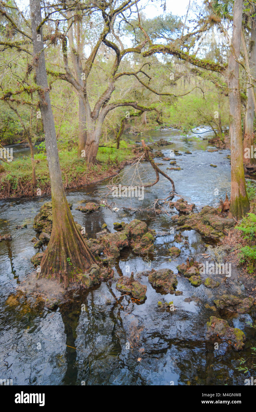 Der Fluss im Hillsborough River State Park Stockfoto