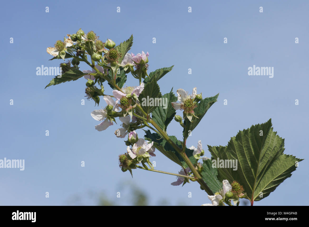 Rubus fruticosus, black Stockfoto