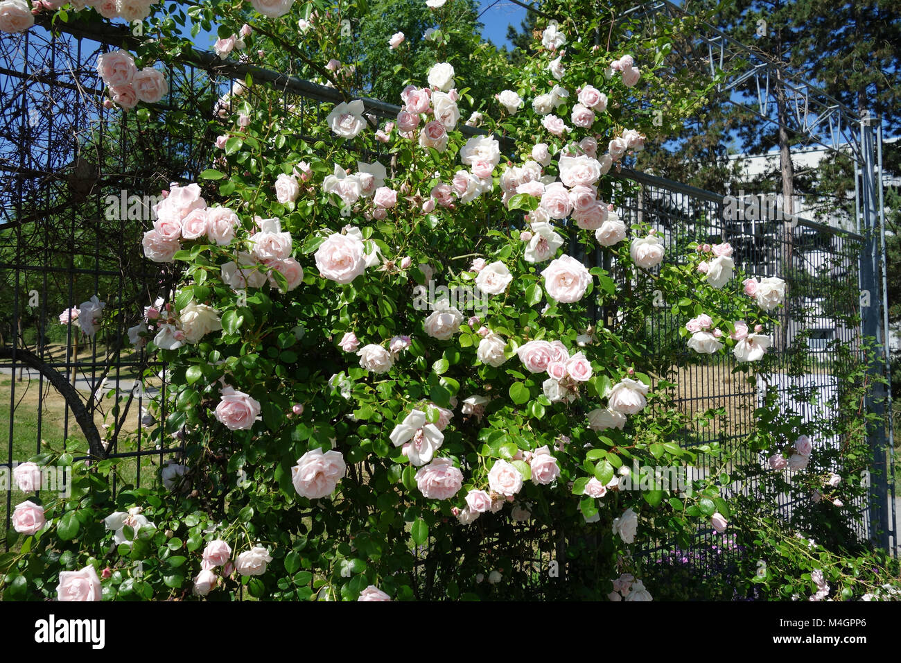 Rosa Rose New Dawn, Kletterer Stockfoto