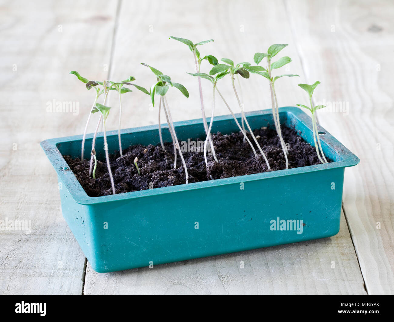 Lycopersicon esculentum. Sämlinge Tomate 'Latah'. Stockfoto