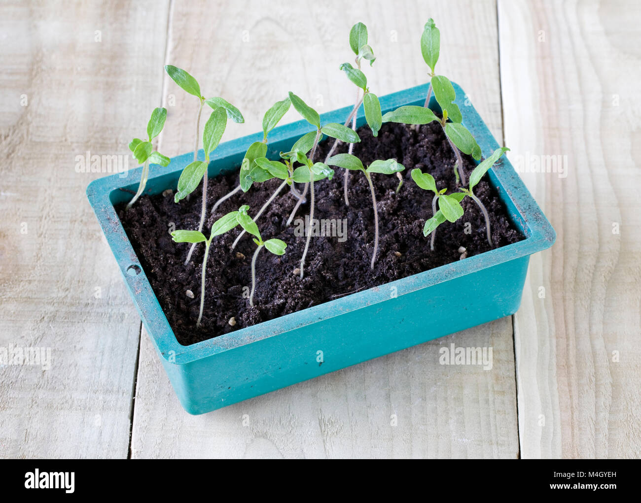 Lycopersicon esculentum. Sämlinge Tomate 'Latah'. Stockfoto