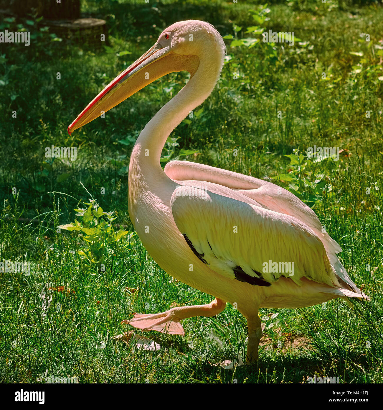 Pelikan auf dem Gras Stockfoto