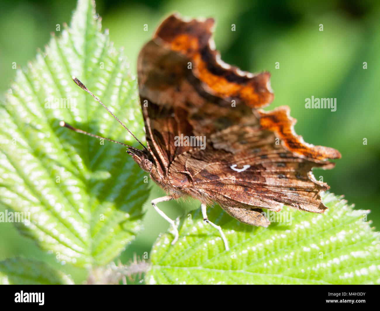 Detaillierte Makro von Schmetterling auf Blatt Stockfoto