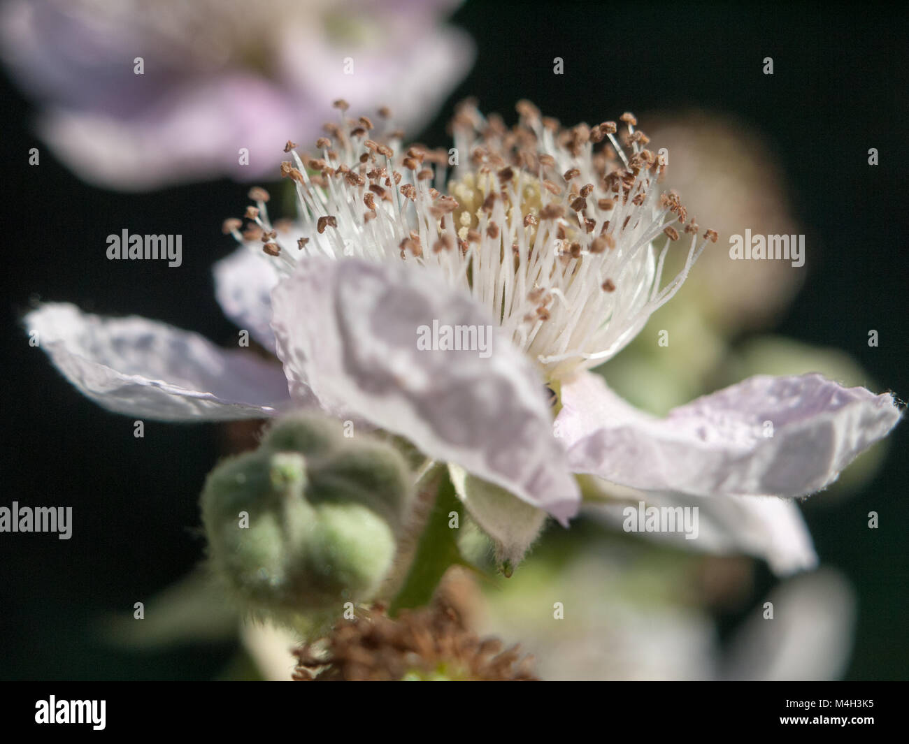 Weiß Dornbusch Blatt Blüte Makro Stockfoto