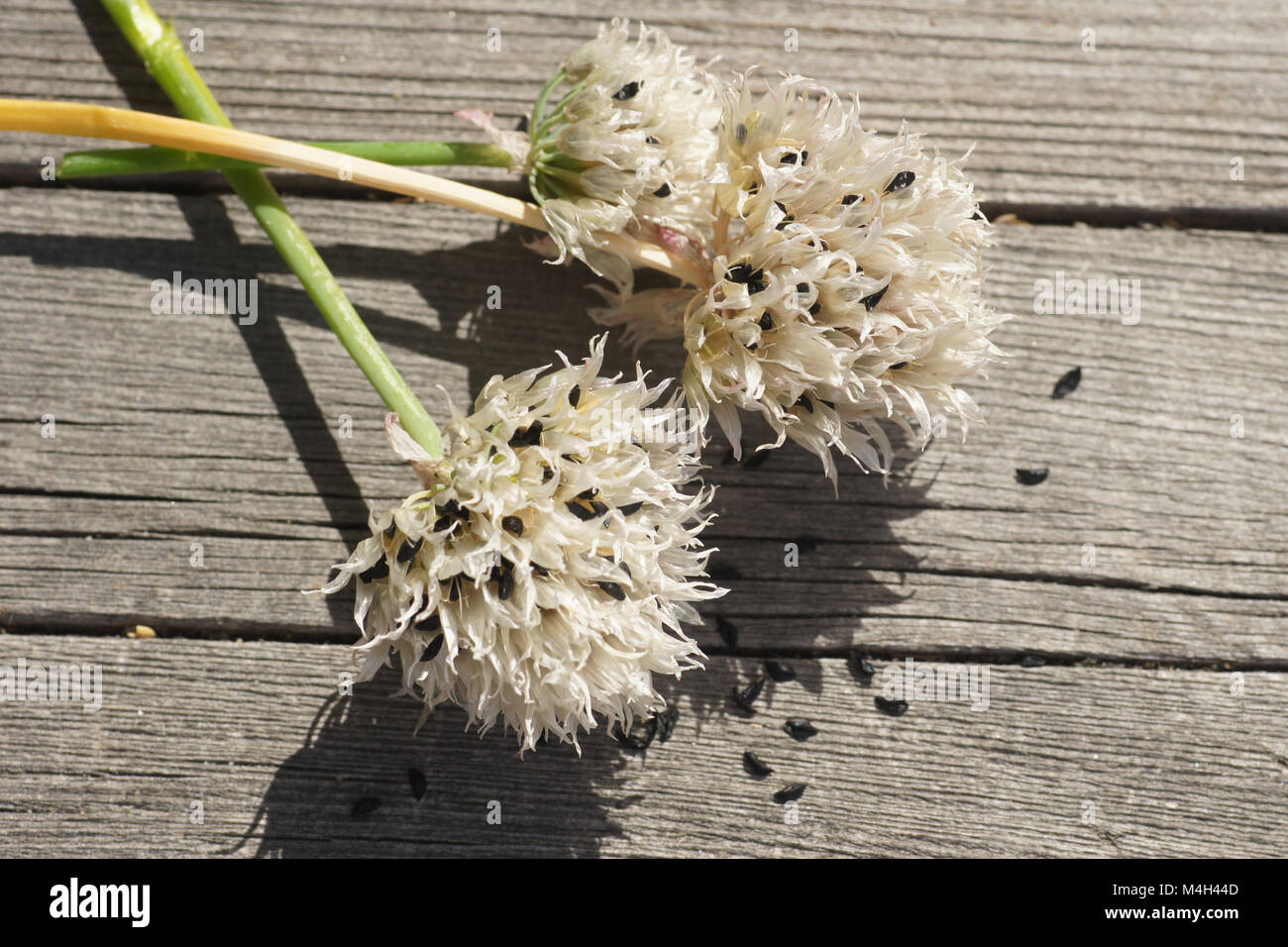 Allium schoenoprasum, Schnittlauch, Saatgut Stammzellen Stockfoto