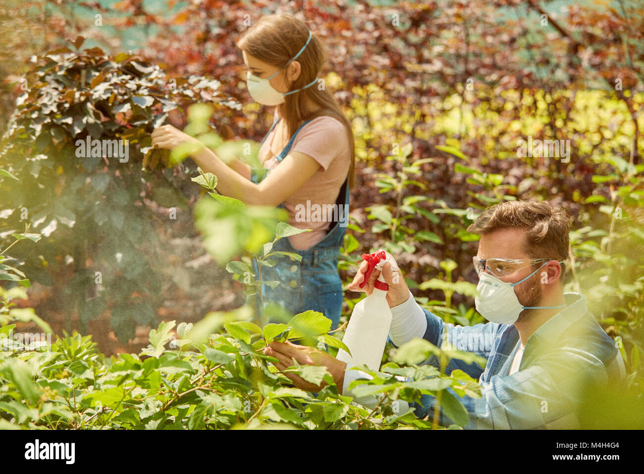 Menschen Düngung Pflanzen im Gewächshaus Stockfoto