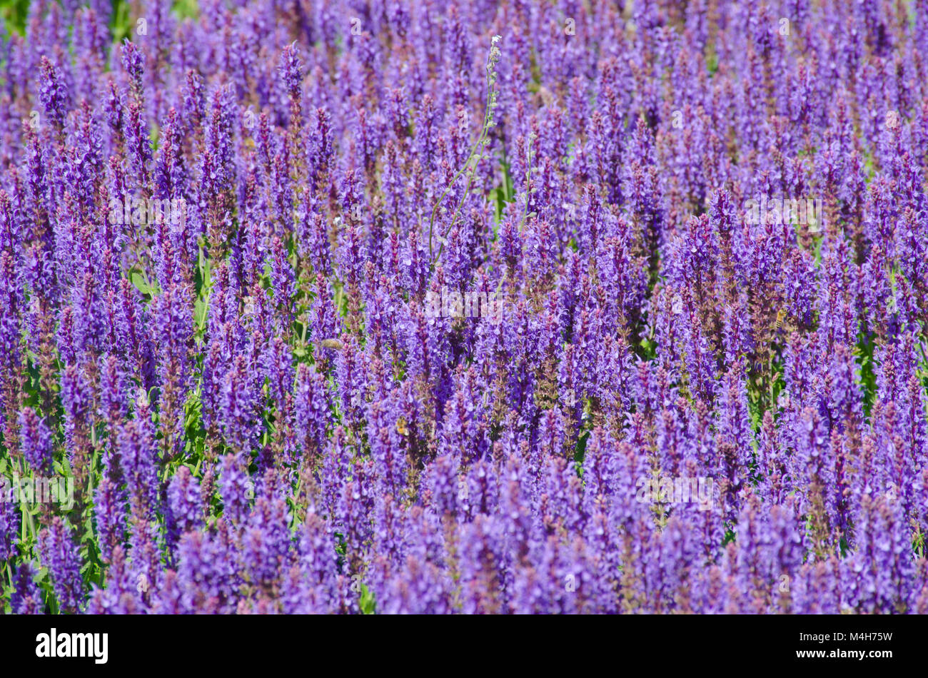 Masse der lila Salvia in der Blüte Stockfoto