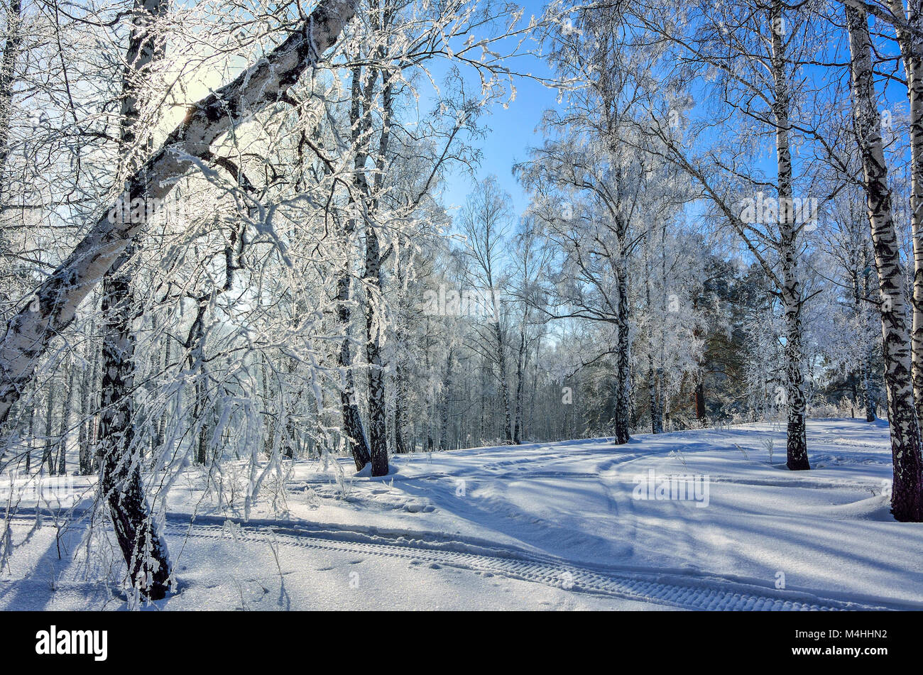 Gefrorene Birkenwald mit flauschigen Raureif an sonnigen Tag bedeckt mit blauer Himmel - Sonnenschein Winterlandschaft Stockfoto