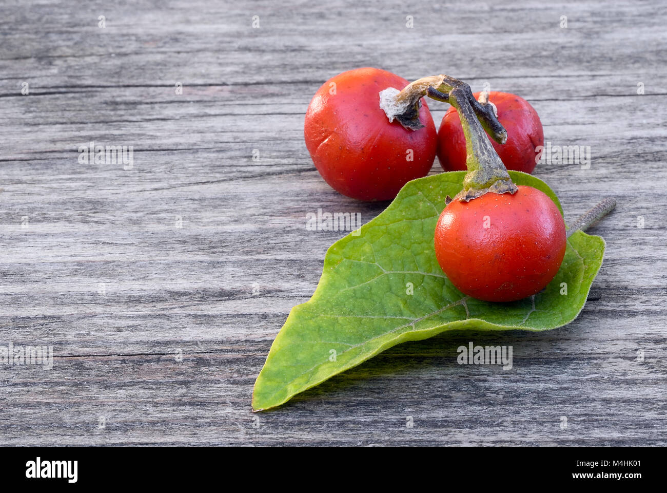 Früchte und Blätter der Kannibale Tomate (Solanum uporo). Stockfoto