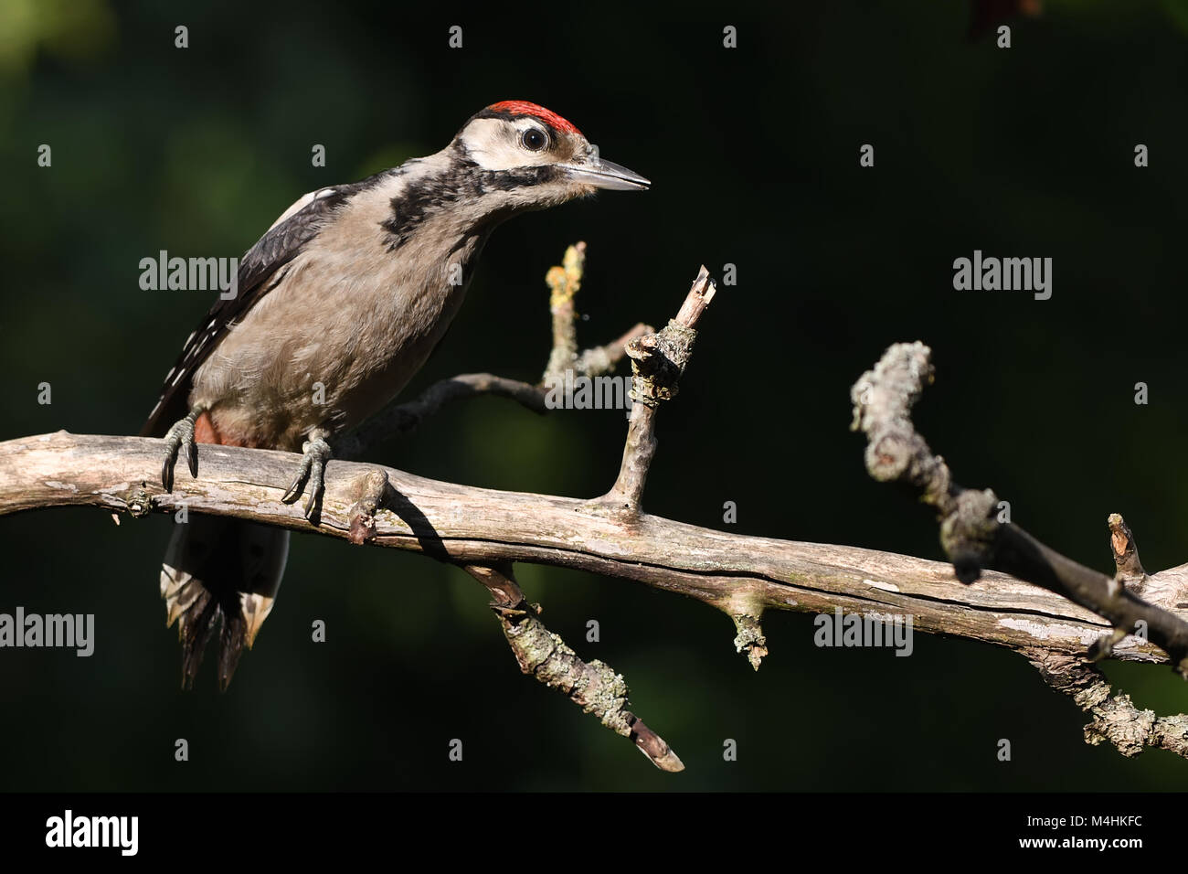 junge Buntspecht Stockfoto