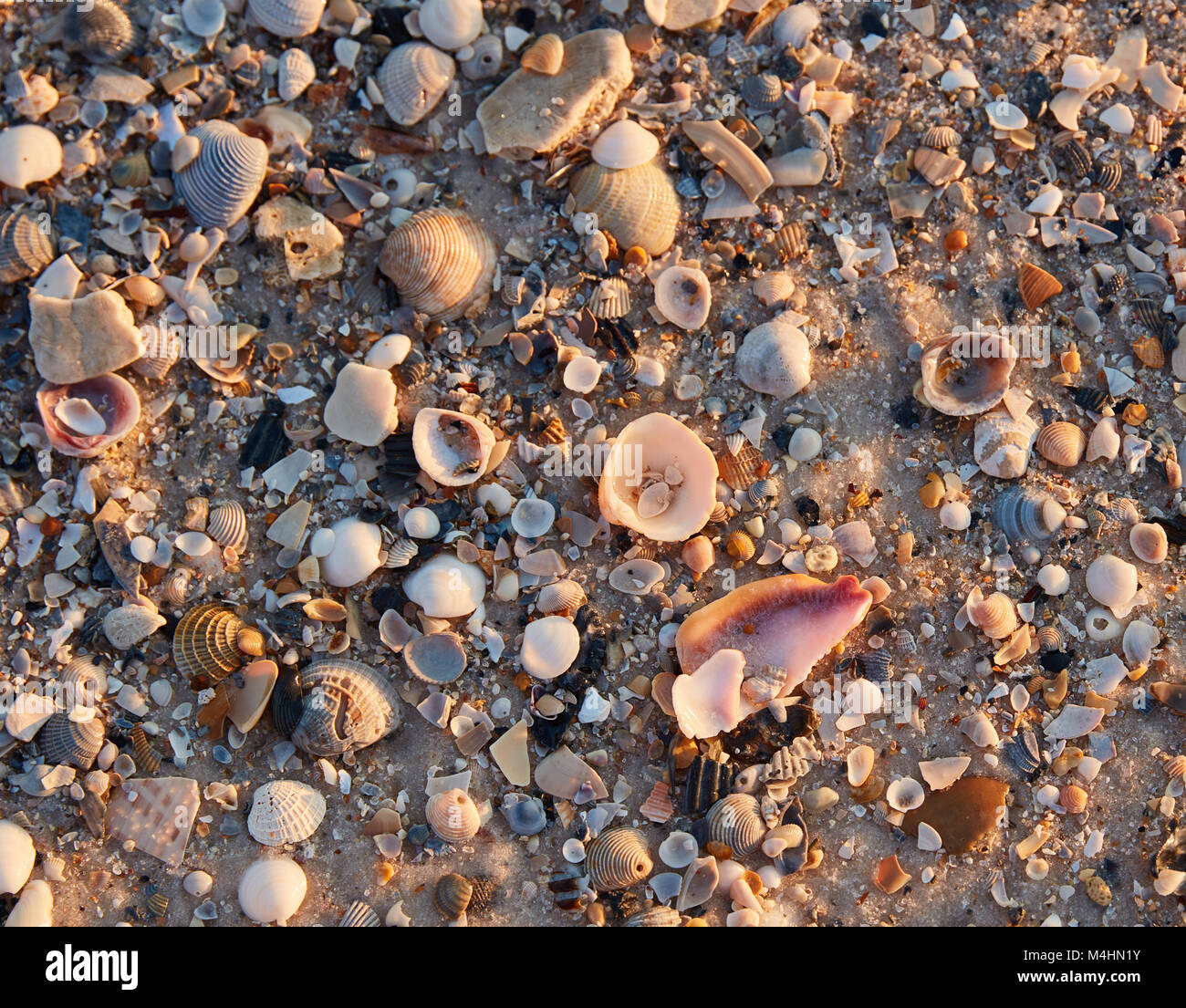 Muscheln am Strand von Gulf State Park, Alabama Stockfoto