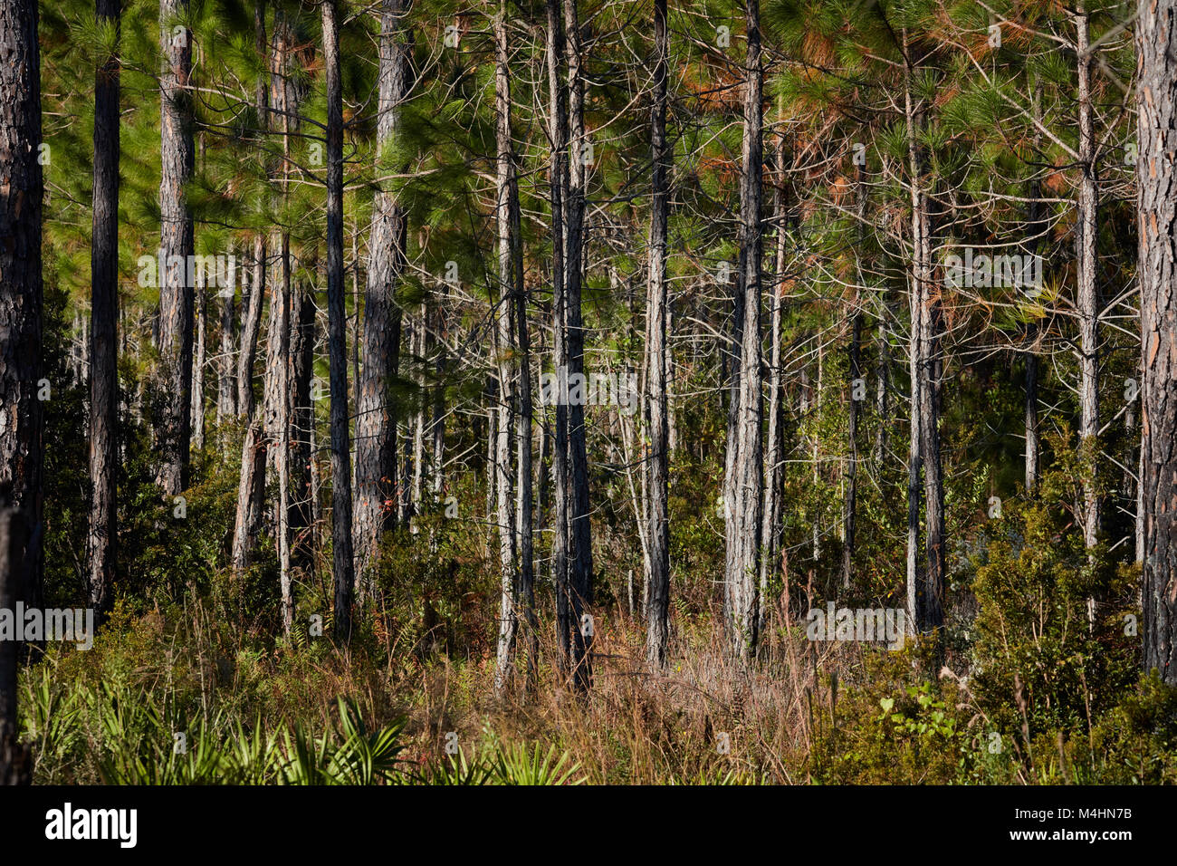 Kiefernwald, Gulf State Park, Alabama Stockfoto
