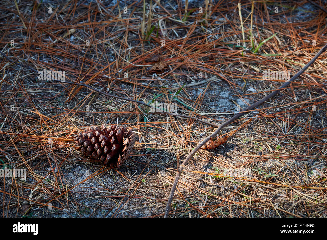 Pinecone und Waldboden, Gulf State Park, Alabama Stockfoto