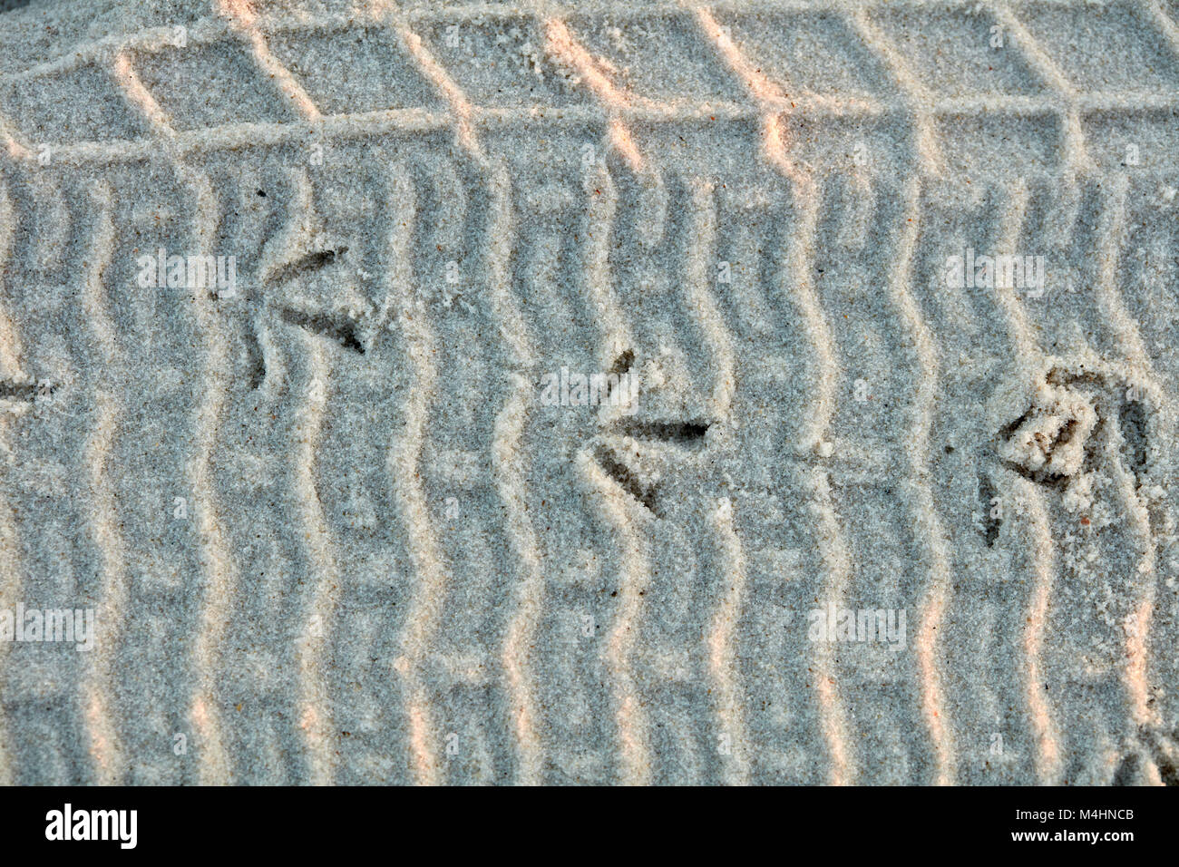 Vogel tracks auf reifenspuren im Sand überlagert, Gulf State Park, Alabama Stockfoto