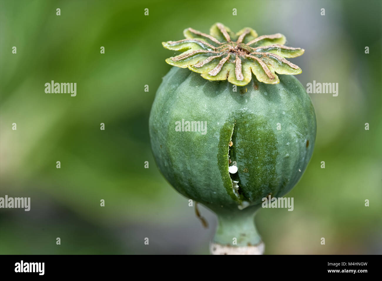 Kapsel von Schlafmohn Stockfoto