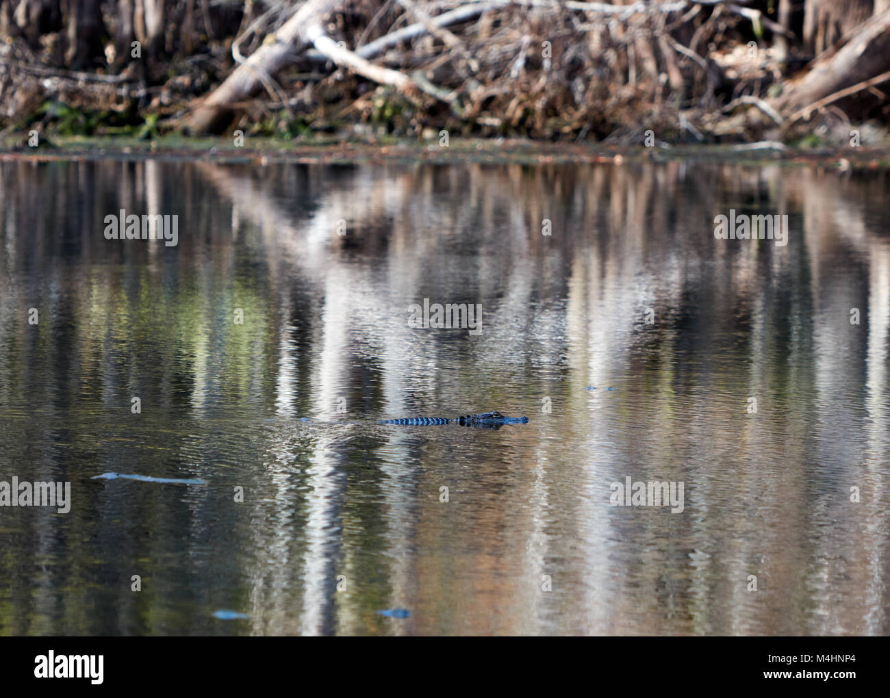 Alligator Schwimmen in der Nähe der Federn in Manatee Springs State Park, Florida Stockfoto