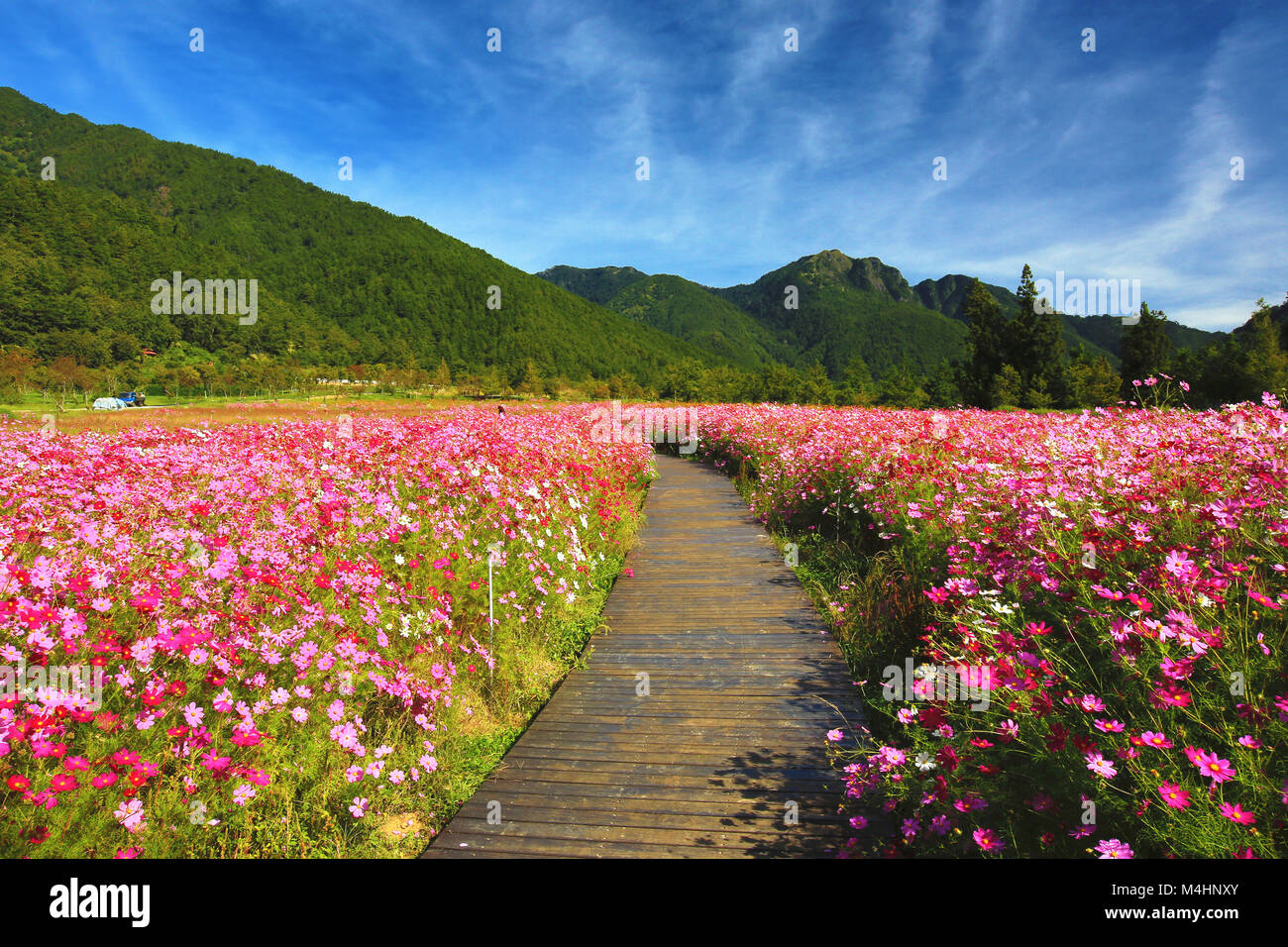 Die schöne Landschaft der Cosmos Blumen mit Weg, viele Rosa, weiße und rote Blumen blühen im Feld an einem sonnigen Tag Stockfoto