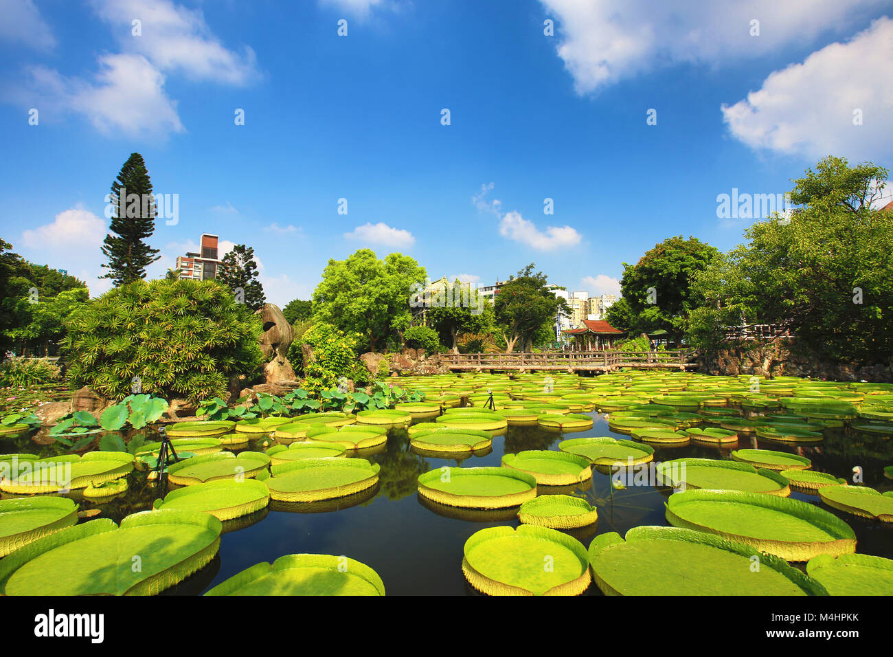 Schönen Garten Landschaft mit Lotus Blume, Santa Cruz Seerose Blüten und Blätter im Teich im Sommer Stockfoto