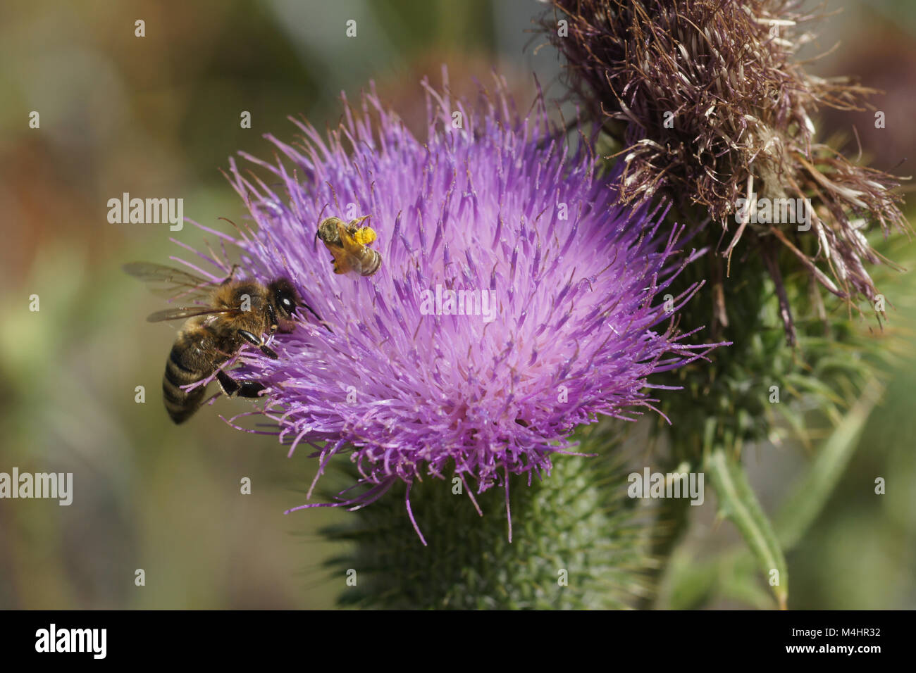 Cirsium vulgare, gemeinsame Thistle mit honigbiene und wilde Biene Stockfoto