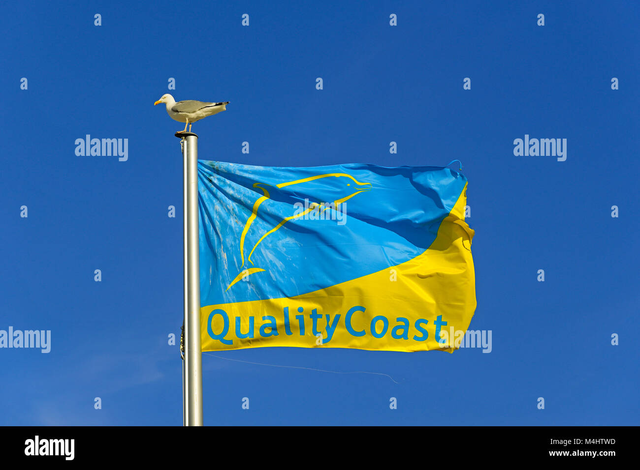 Flagge mit Qualität Coast Award, Europäischer Silbermöwe (Larus argentatus) sitzt auf dem Fahnenmast, Norderney, Ostfriesische Inseln Stockfoto