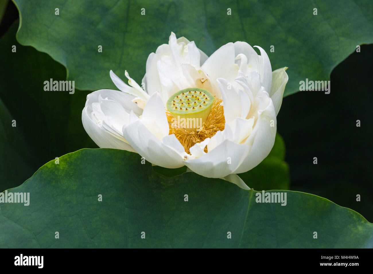 White Lotus Blume Nahaufnahme Stockfoto