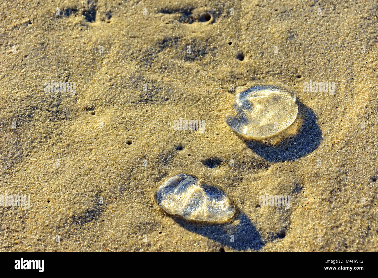 Über Strand sand Qualle Stockfoto