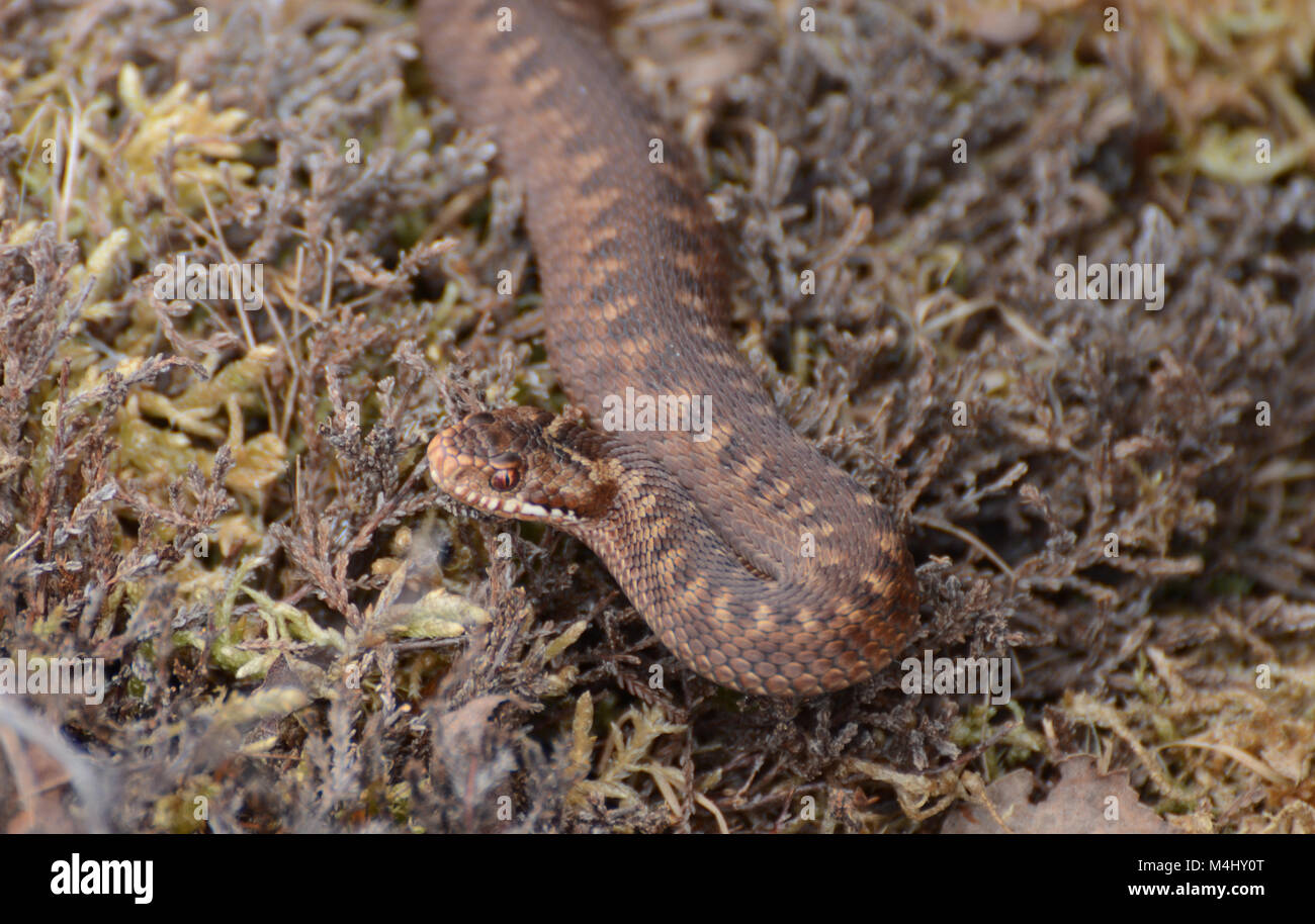 Kreuzotter Vipera berus in Großbritannien, seltene geschützte Schlange Arten Stockfoto
