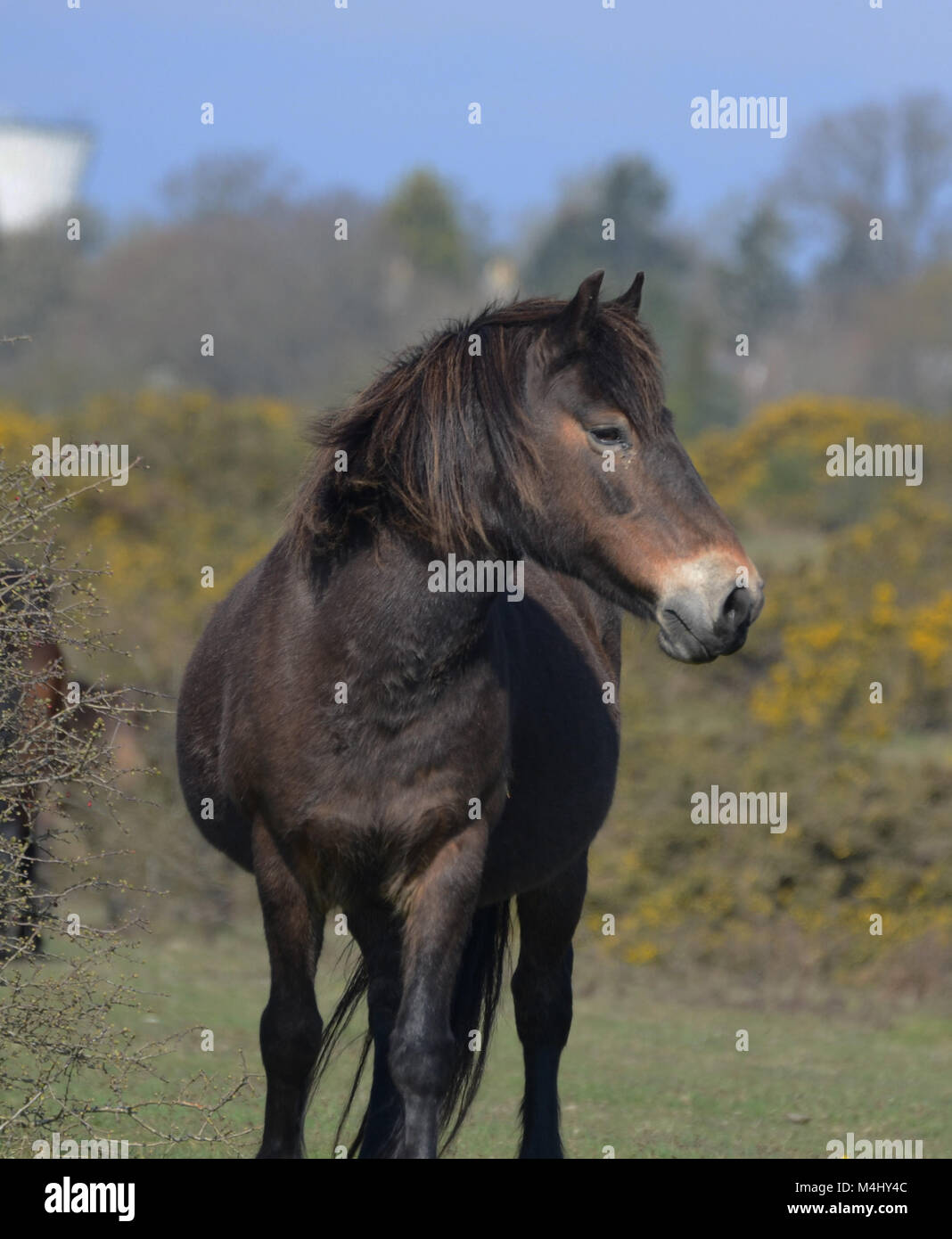 Schönen wilden Pferd auf De Heide Stockfoto