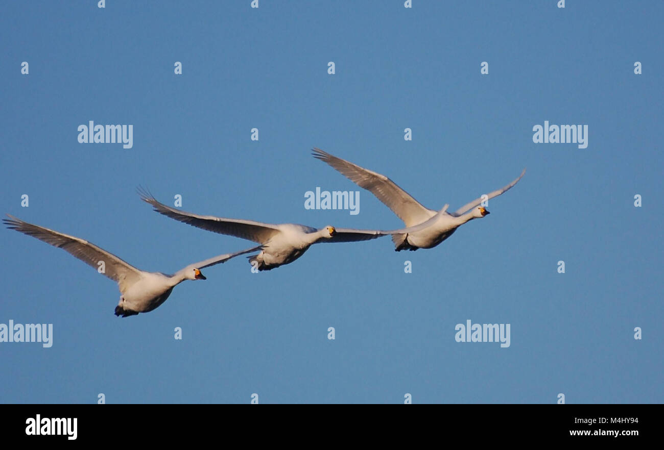 Flying bewick Schwäne gegen den blauen Himmel Hintergrund Stockfoto