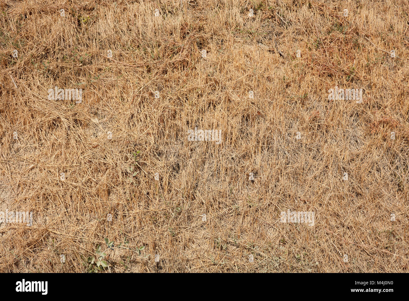 Getrocknetes gras Textur Hintergrund in einem sonnigen Sommertag Stockfoto