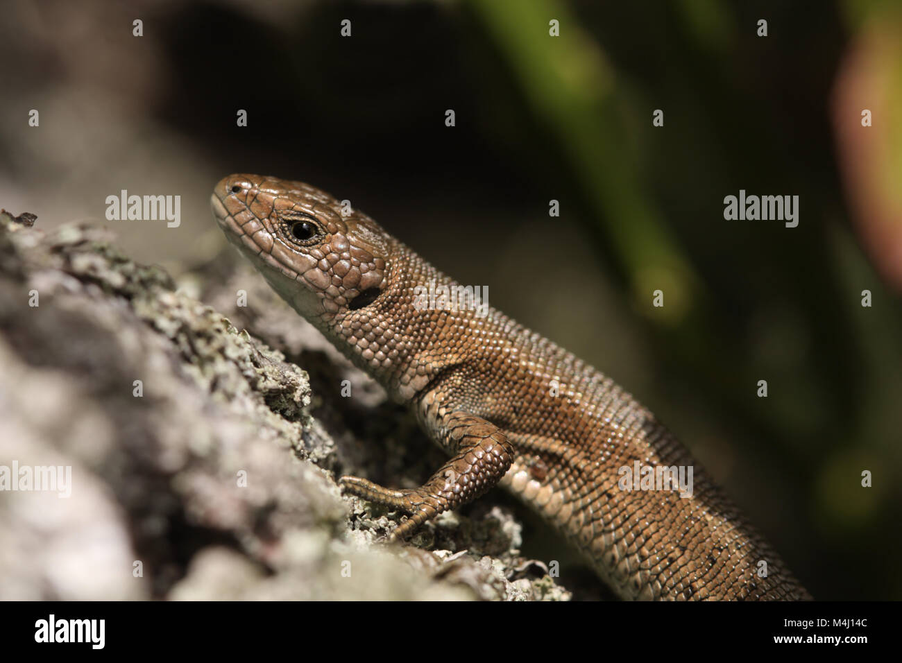 Jugendliche gemeinsame zootoca vivipara Lizard Stockfoto