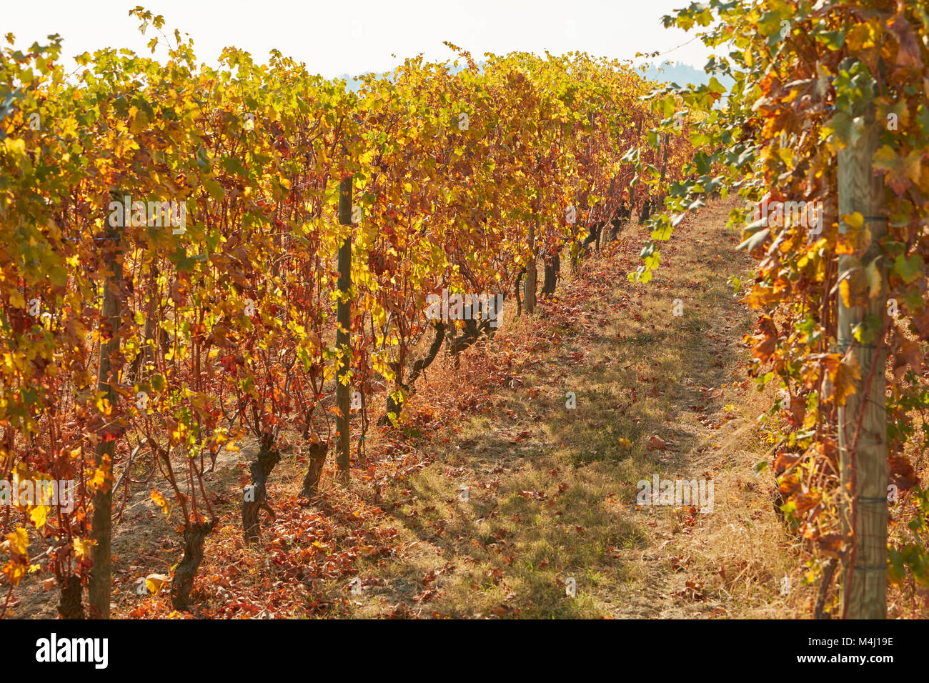 Weinberg Pfad im Herbst mit gelben und braunen Blätter an einem sonnigen Tag Stockfoto