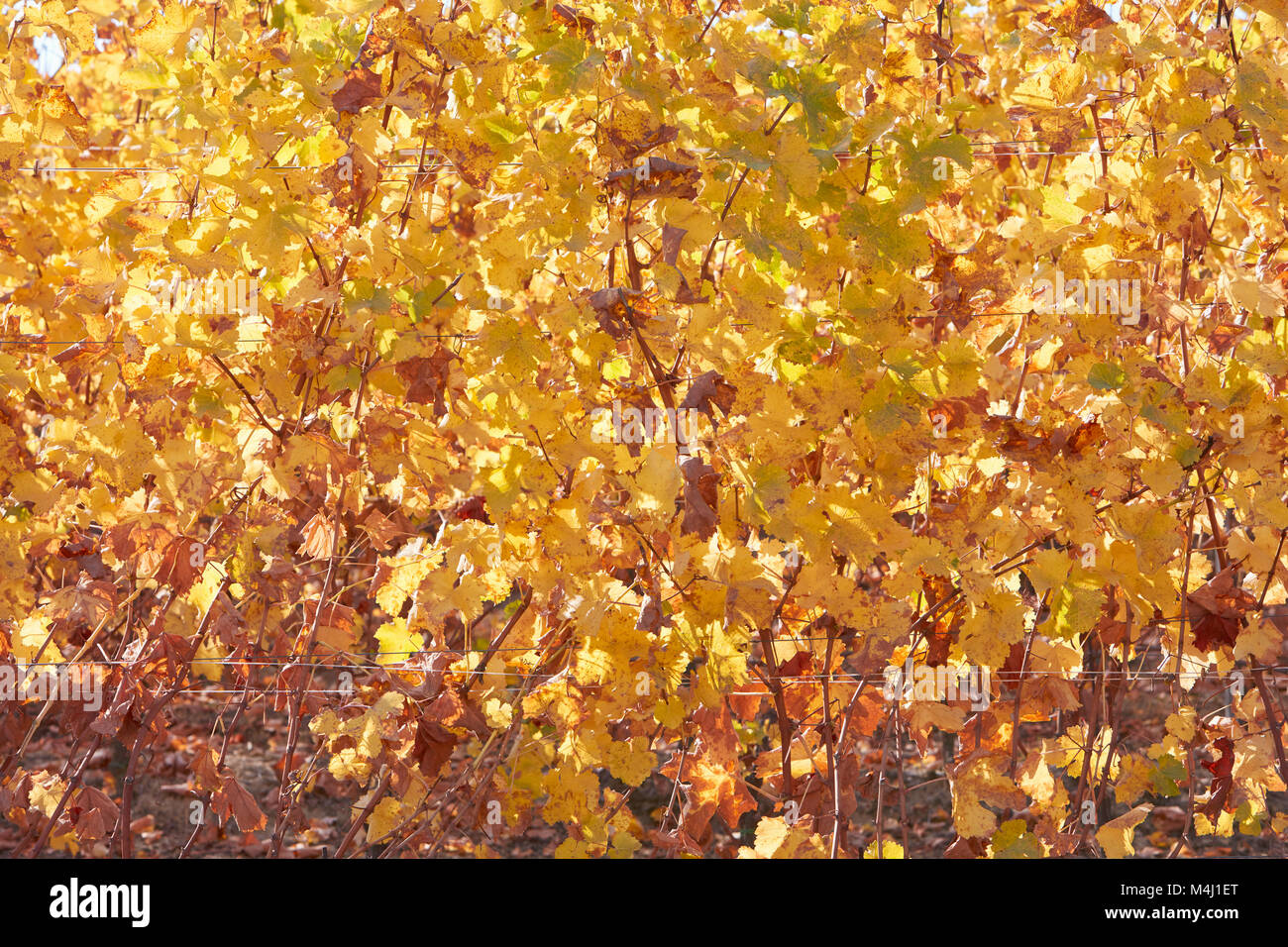 Weinstock gelbe und braune Blätter Textur Hintergrund an einem sonnigen Herbsttag Stockfoto