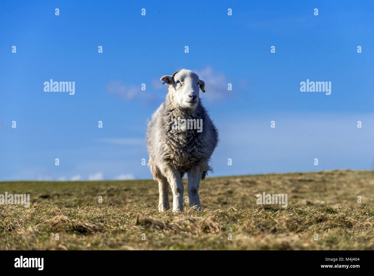 Teil der "fliegende Herde der Sussex's Wildlife Trust' von 207 Herdwick-schafe sind oben auf Ditchling Beacon zu Streifen verwendet und bereiten den Boden, benefittin Stockfoto