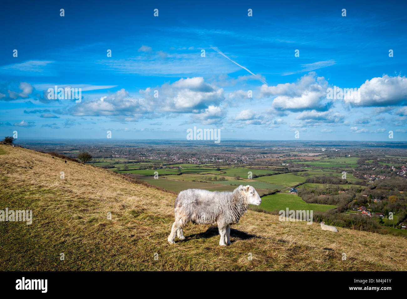 Teil der "fliegende Herde der Sussex's Wildlife Trust' von 207 Herdwick-schafe sind oben auf Ditchling Beacon zu Streifen verwendet und bereiten den Boden, benefittin Stockfoto