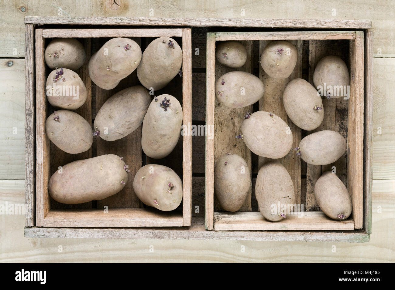 Chitting Solanum tuberosum 'Pink Zigeuner' im Winter. Stockfoto