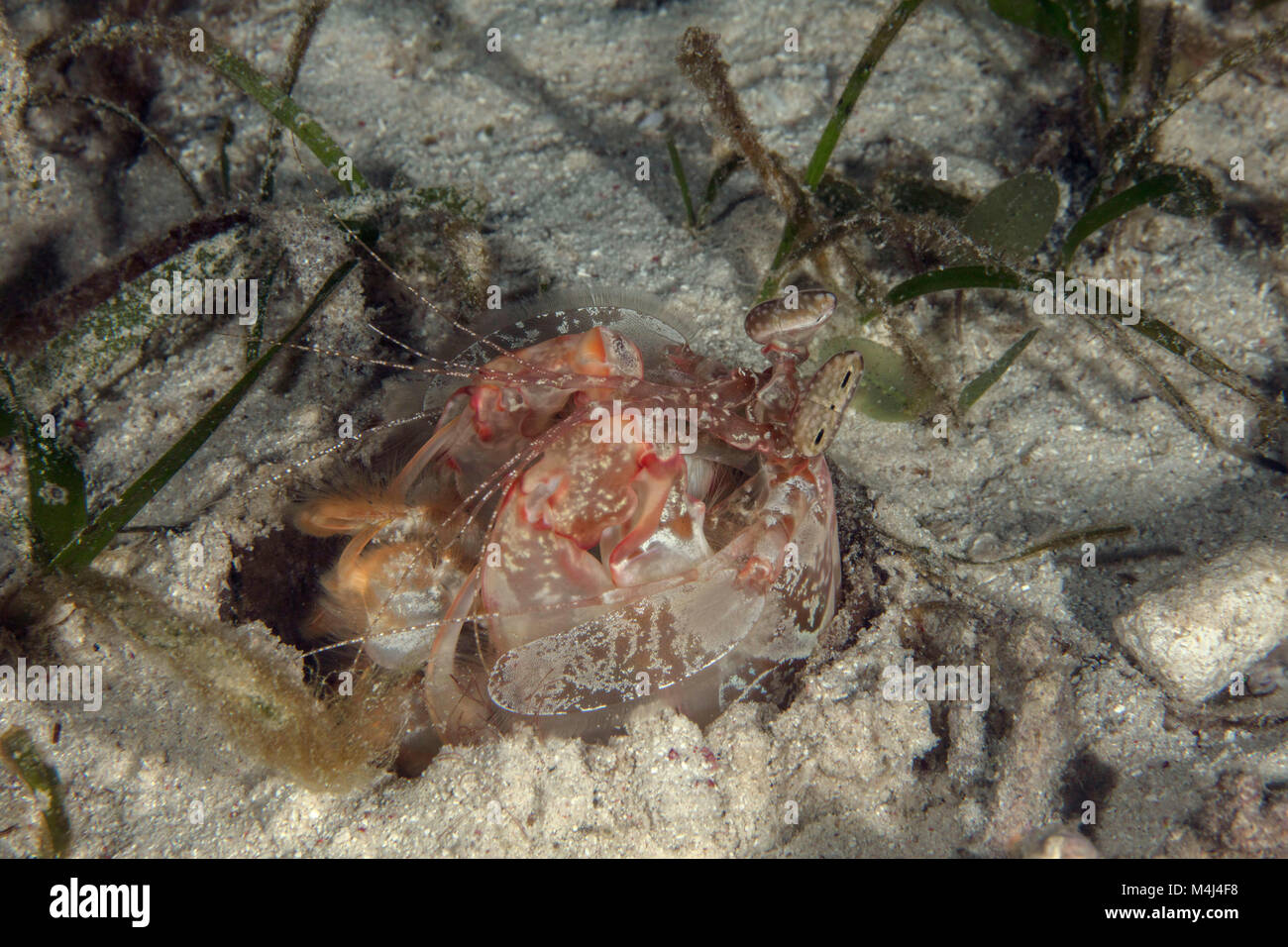 Lisa's Mantis Shrimp (Lysiosquillina Lisa) in einem Graben. Bild auf der Insel Panglao, Philippinen genommen Stockfoto