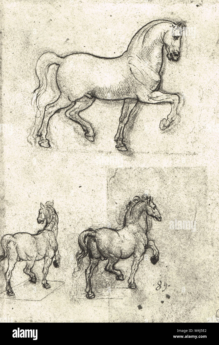 Drei Studien von Pferden, equine Anatomische Zeichnung, gezeichnet von Leonardo Da Vinci, 1452-1519 Stockfoto
