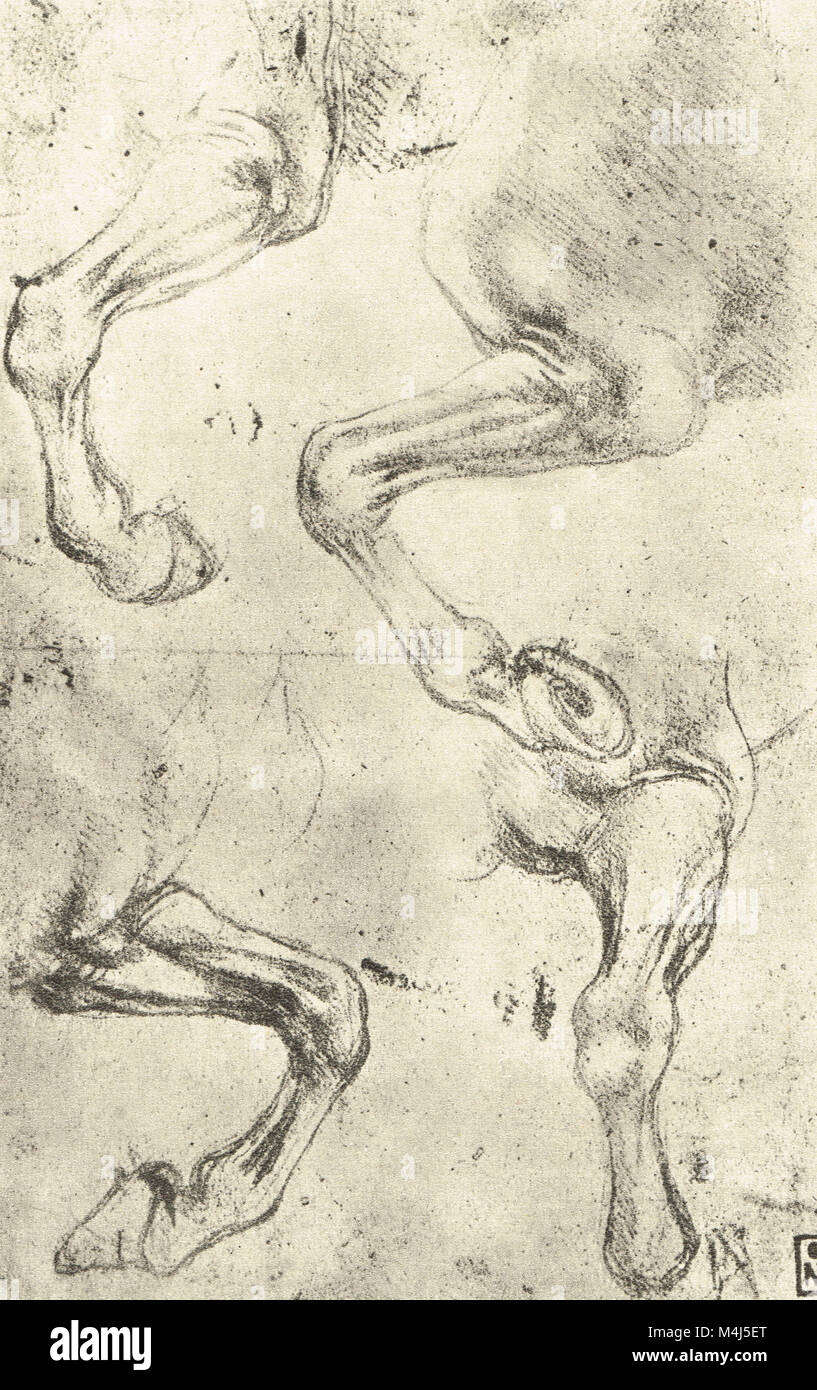Vier Studien von Pferden Beine, equine Anatomische Zeichnung, gezeichnet von Leonardo Da Vinci, 1452-1519 Stockfoto