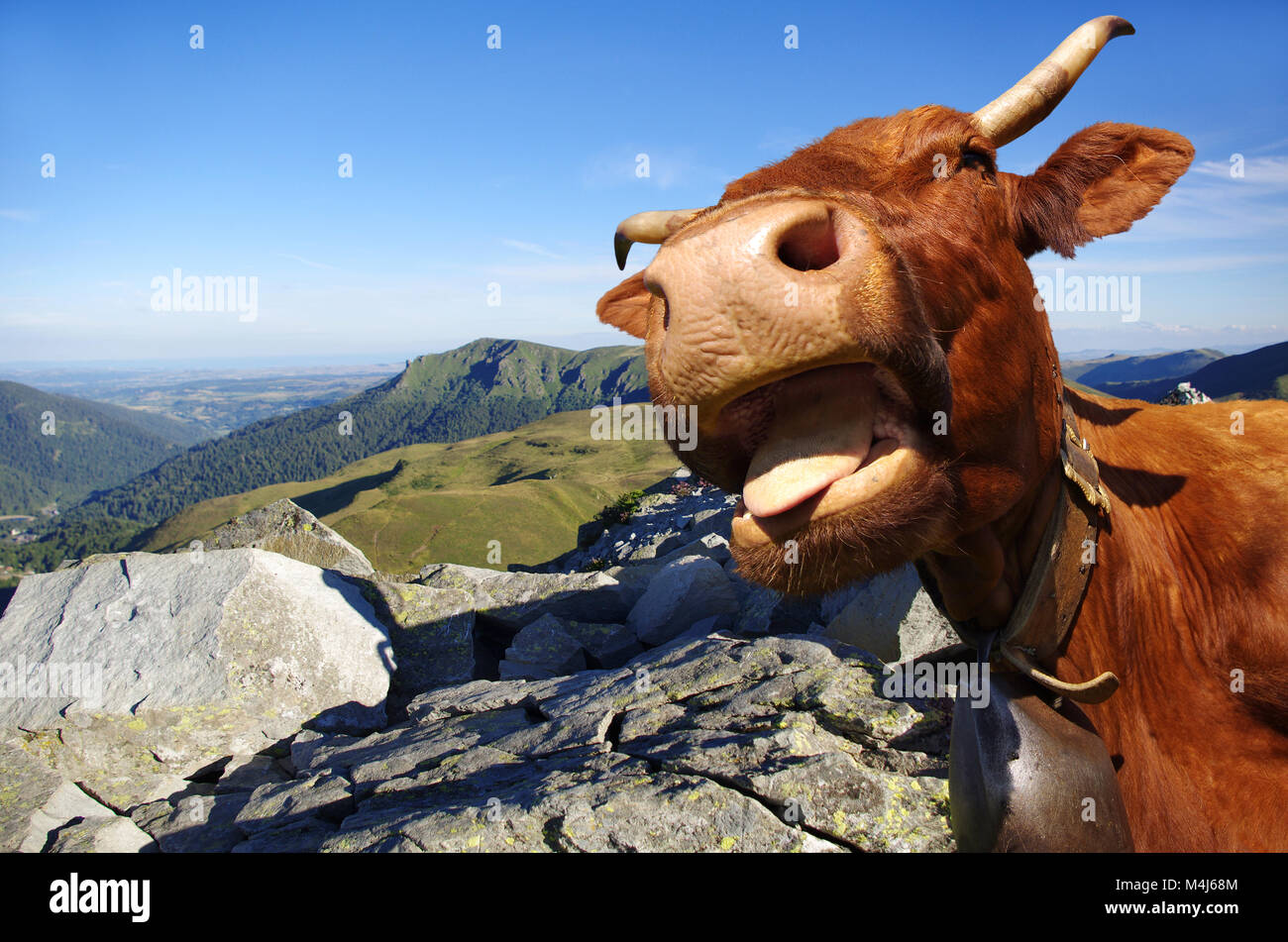 Kuh Zunge heraus mit Bergen im Hintergrund Stockfoto