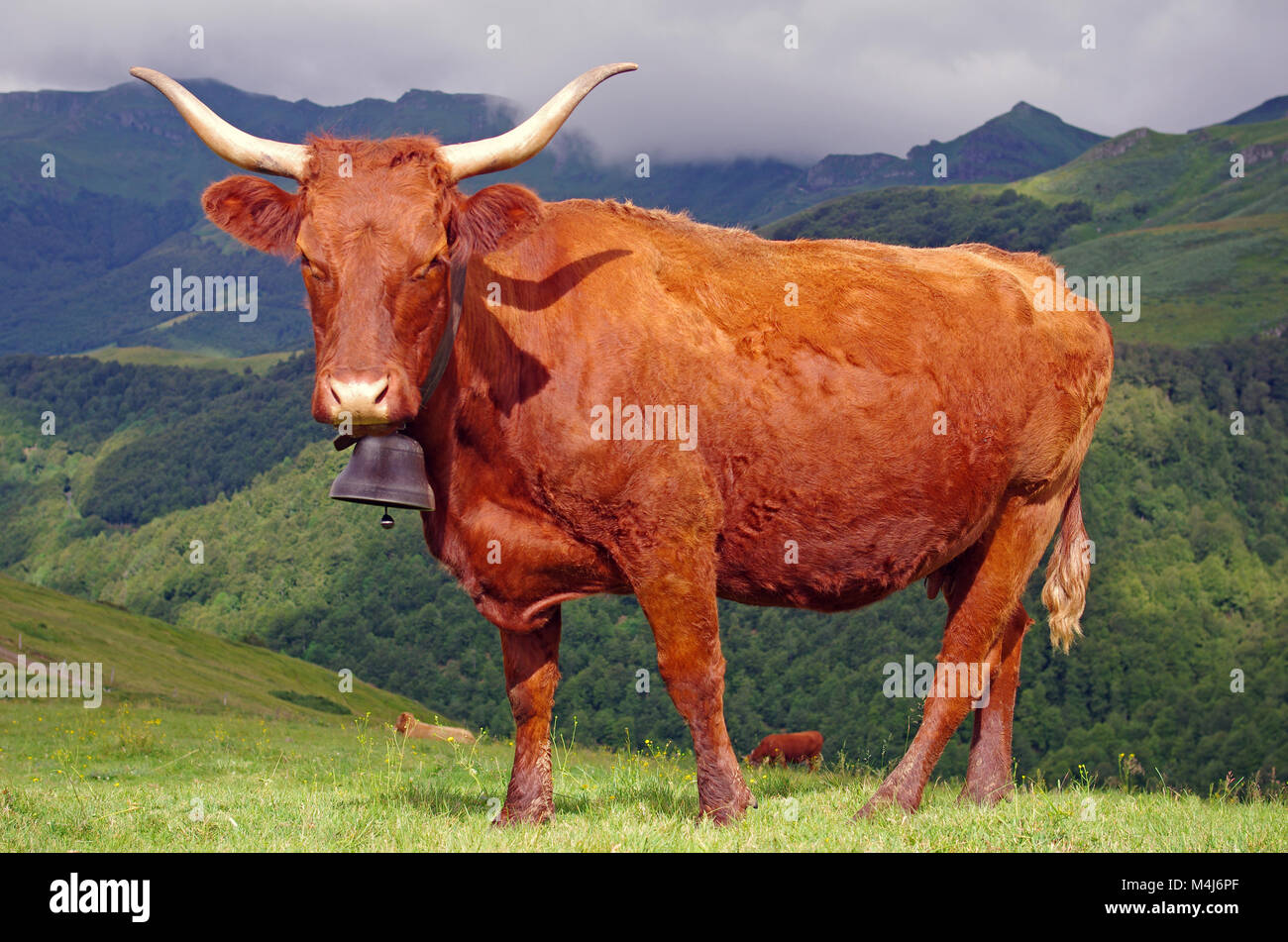 Französische Kuh mit Bergen im Hintergrund Stockfoto
