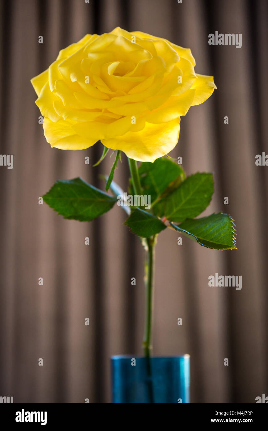 Nahaufnahme Stillleben von einzelnen gelben Rose und Stiel In einer Vase mit neutralem Hintergrund Stockfoto