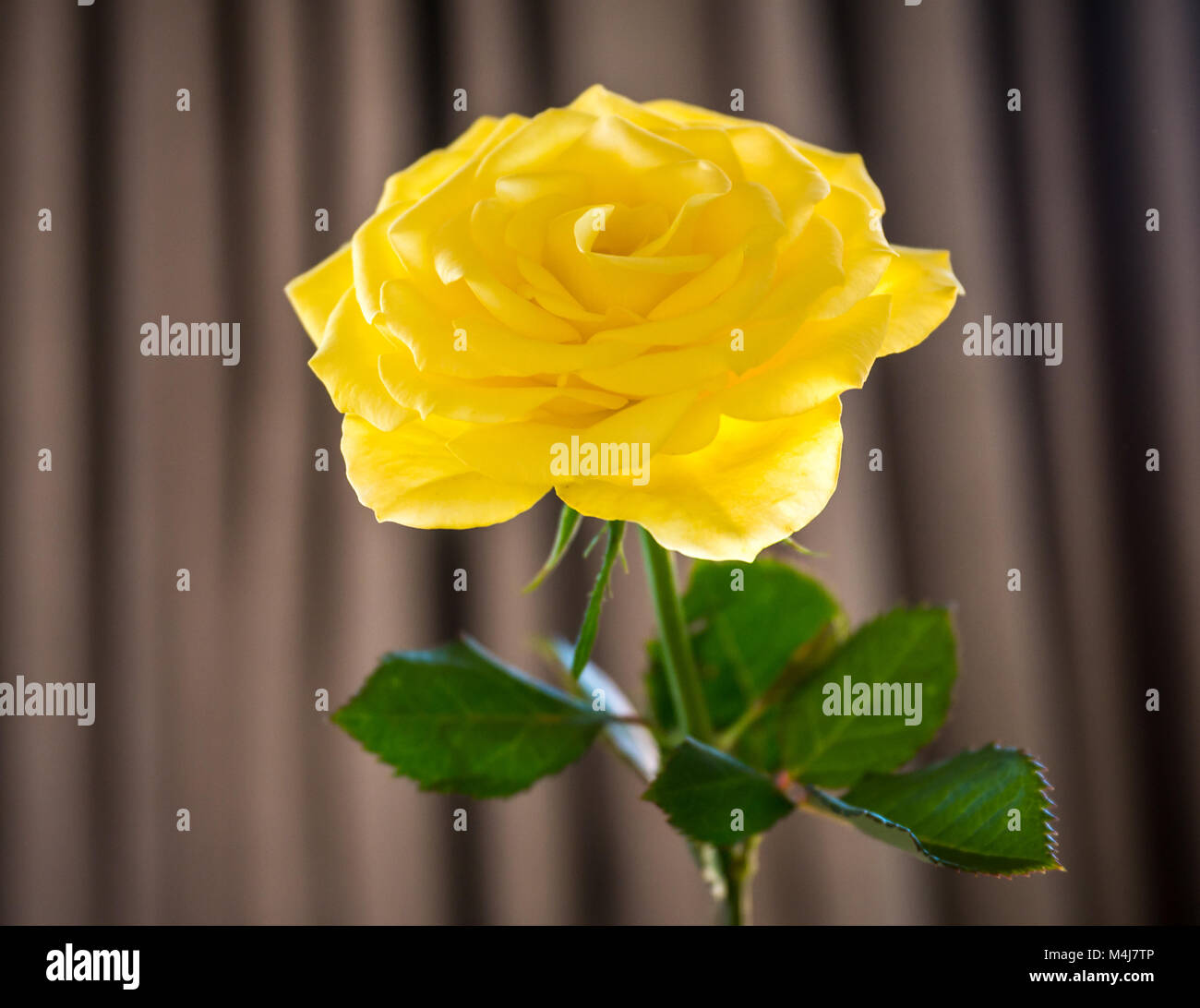 Nahaufnahme Stillleben von einzelnen gelben Rose und Stiel Mit neutralem Hintergrund Stockfoto