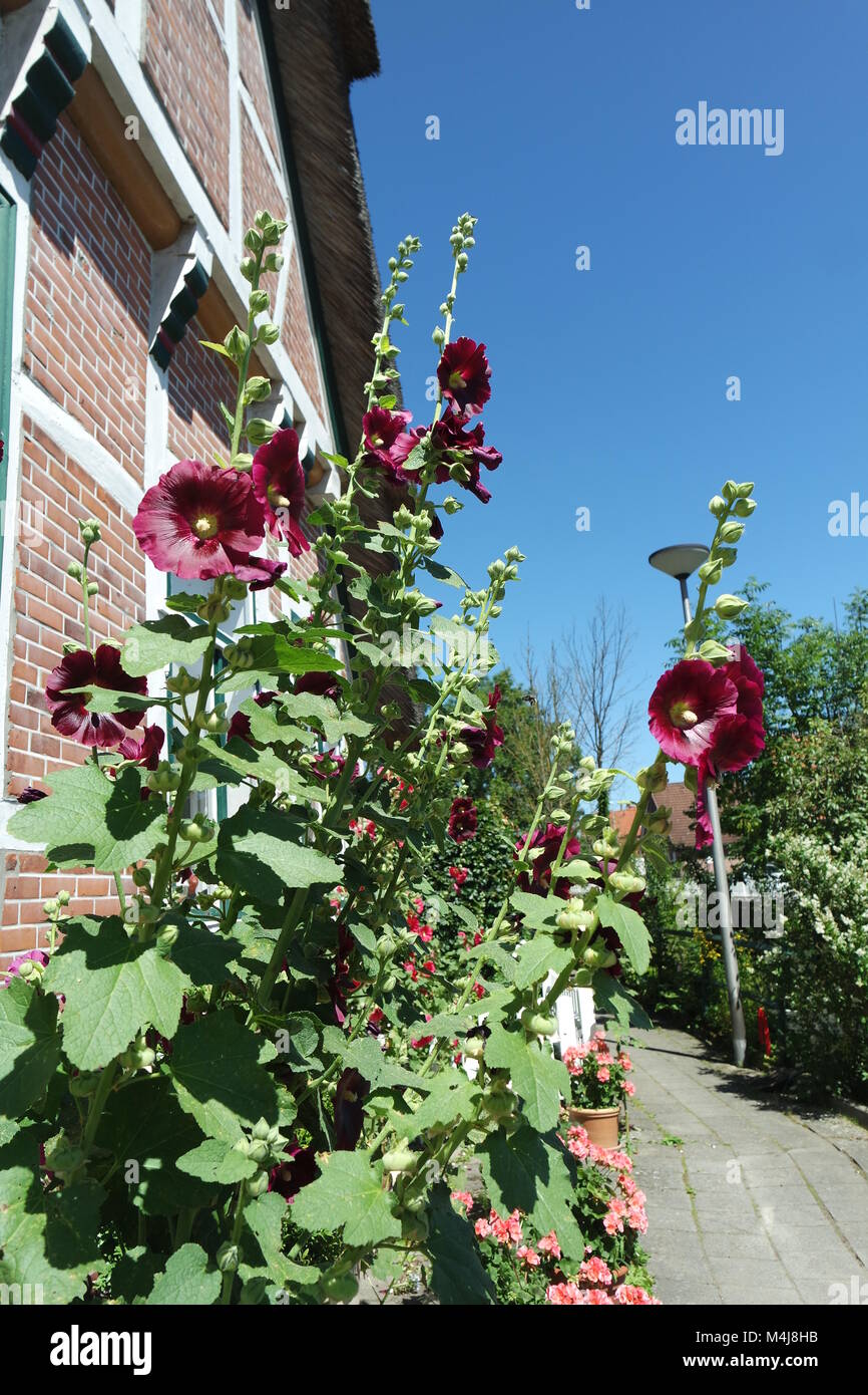 Blumen an Fachwerkhaus, Altes Land Stockfoto Blumen an Fachwerkhaus, Altes Land Stockfoto