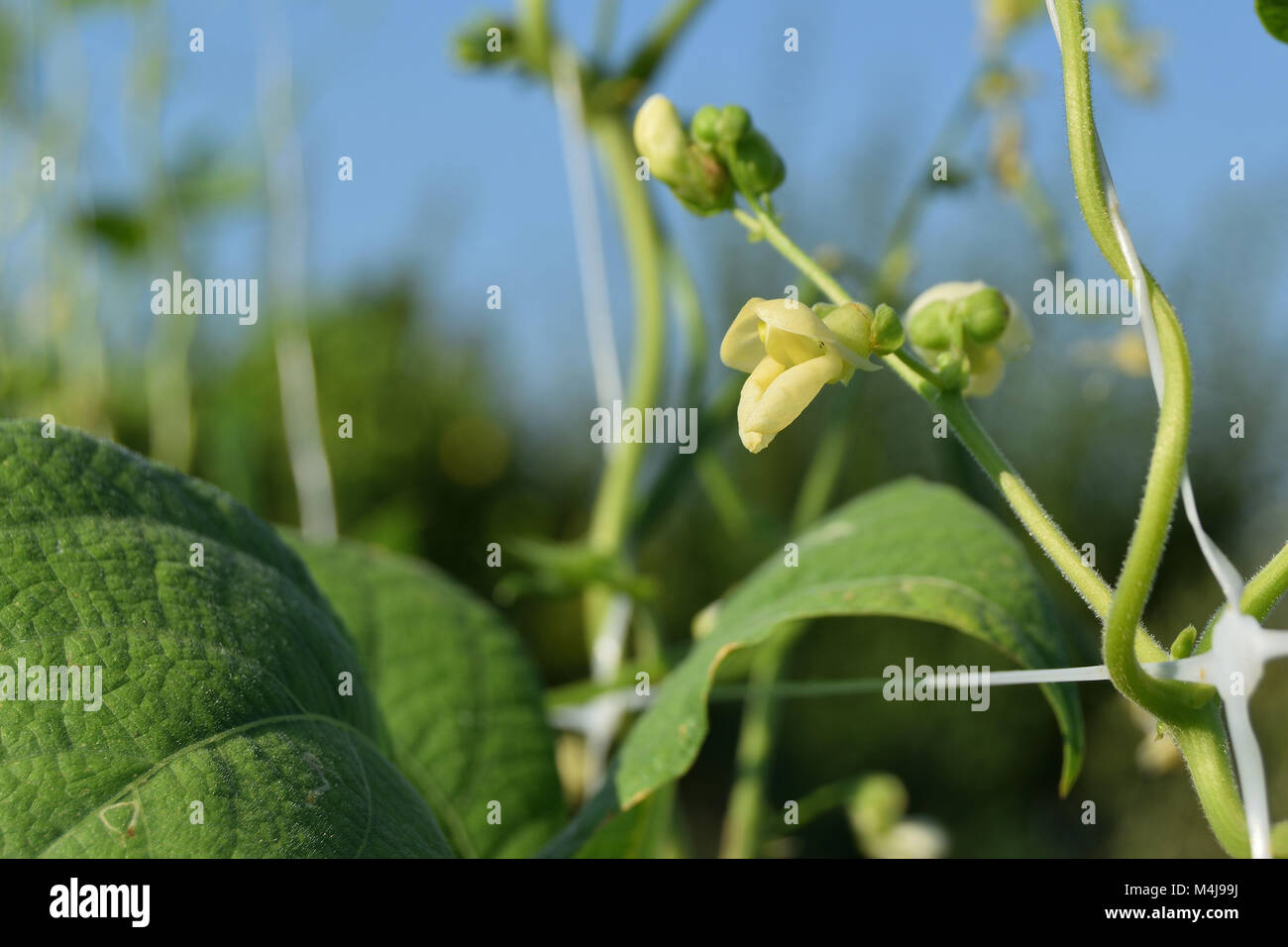 Grüne Bohnen auf die Pflanze blühte nur Stockfoto