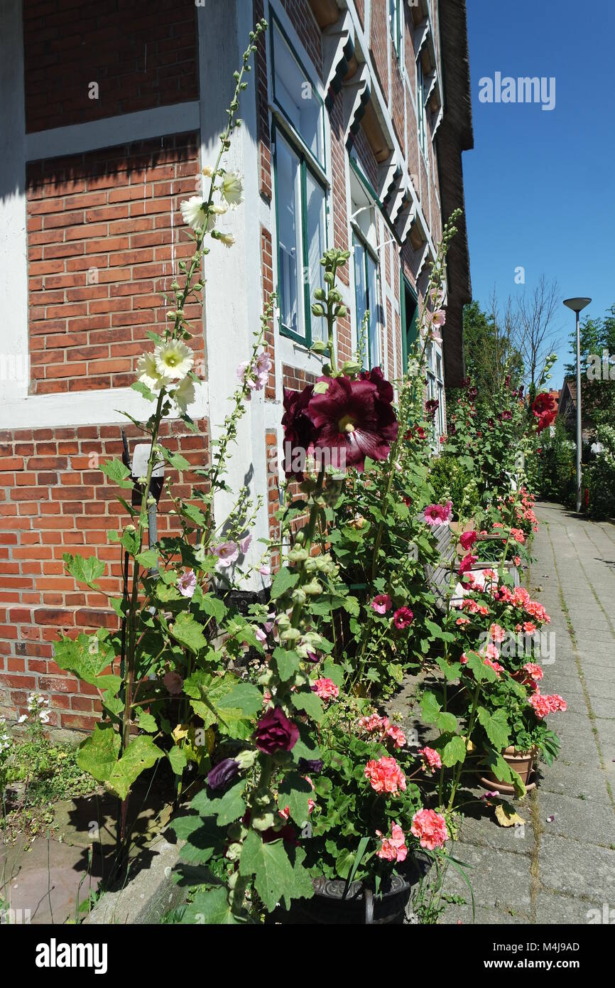 Blumen an Fachwerkhaus, Altes Land Stockfoto Blumen an Fachwerkhaus, Altes Land Stockfoto