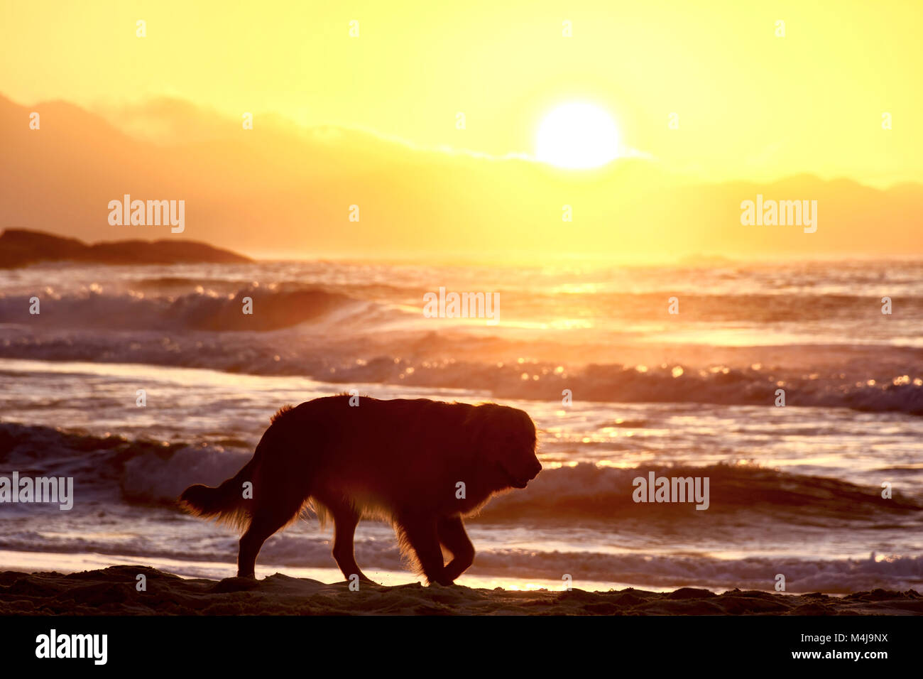Hund am Strand sunrise Stockfoto