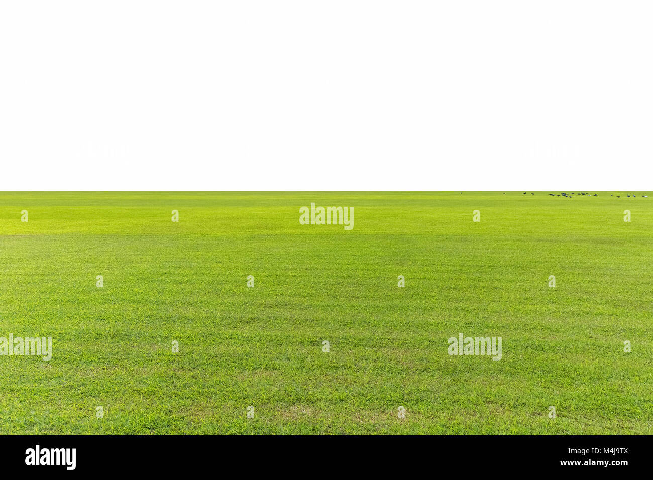 Grünen Rasen isoliert Stockfoto