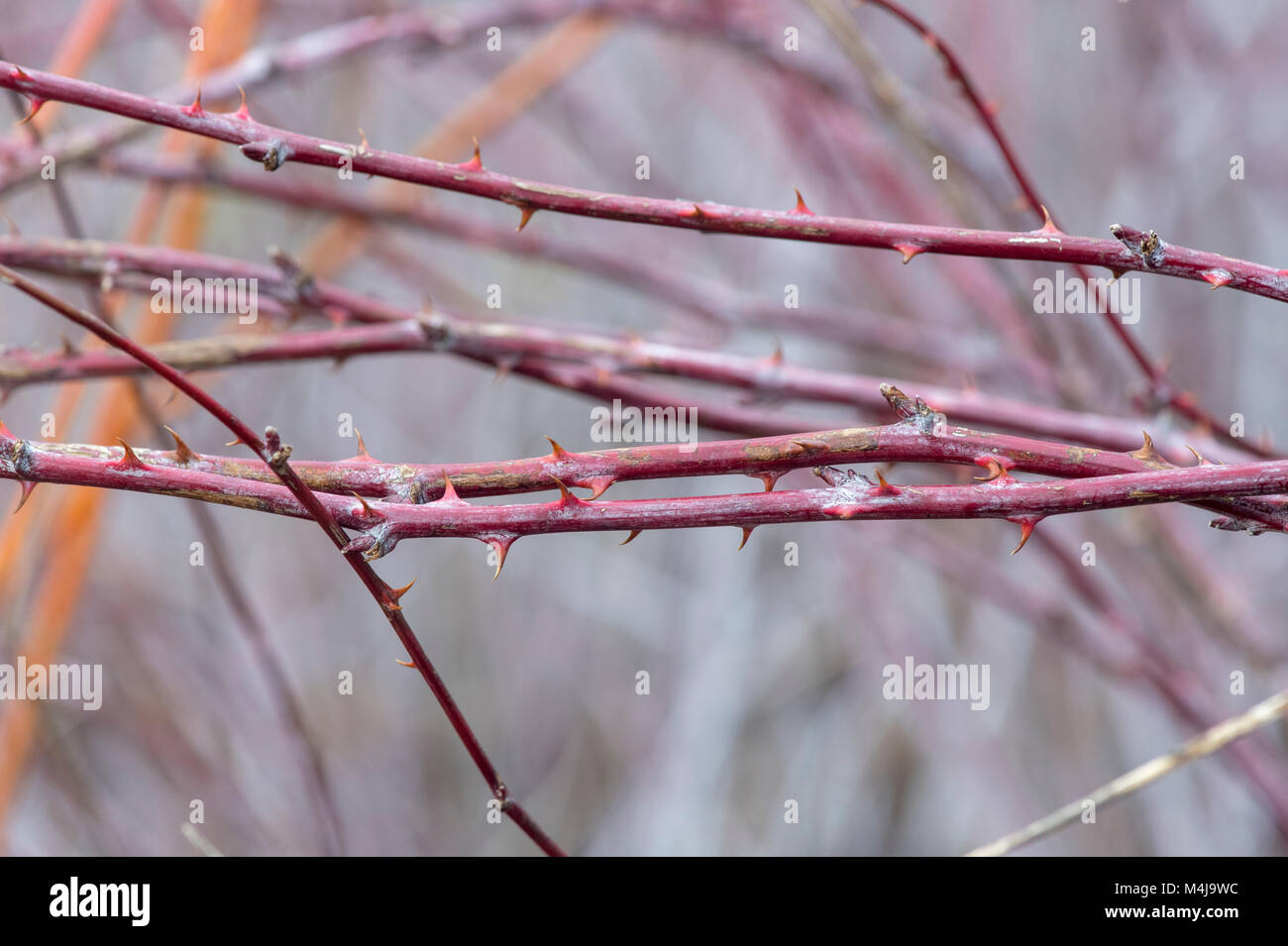 Rubus biflorus. Zwei Blumen Himbeere Stengel mit Dornen im Winter Stockfoto